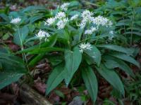 Dicht wachsende Bärlauchblüten Gruppe